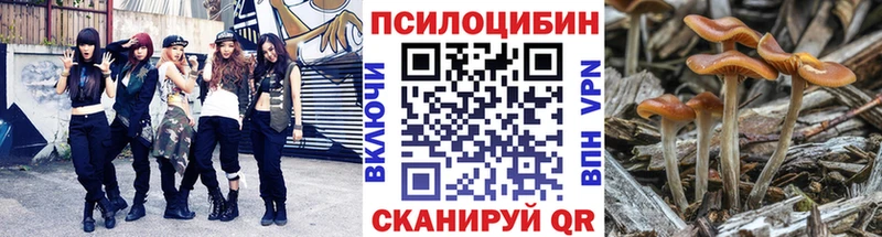 Псилоцибиновые грибы Psilocybe  Купить  Ногинск 